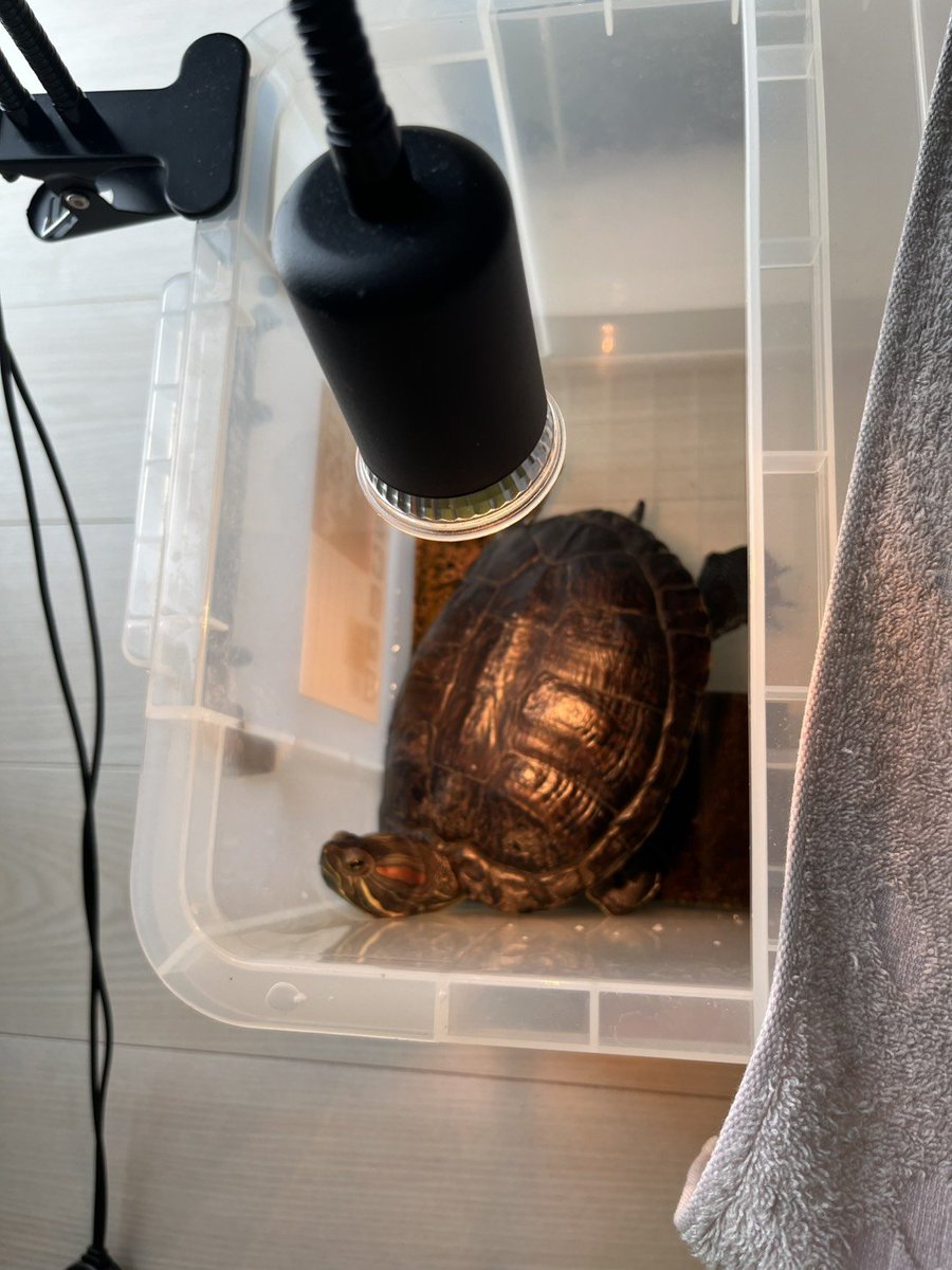 dora951357's tweet photo. かわいい🐢たち https://t.co/bfuGUtJnVB