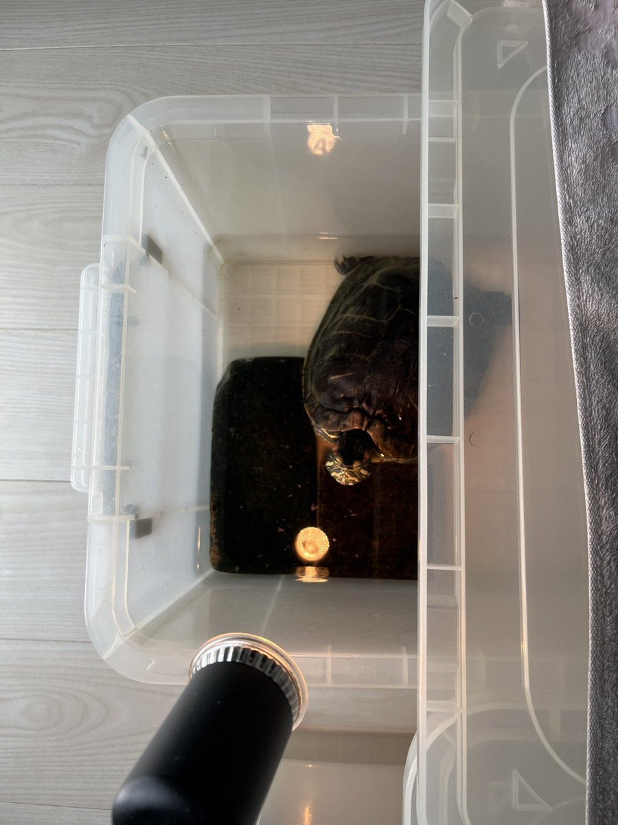 dora951357's tweet photo. かわいい🐢たち https://t.co/bfuGUtJnVB