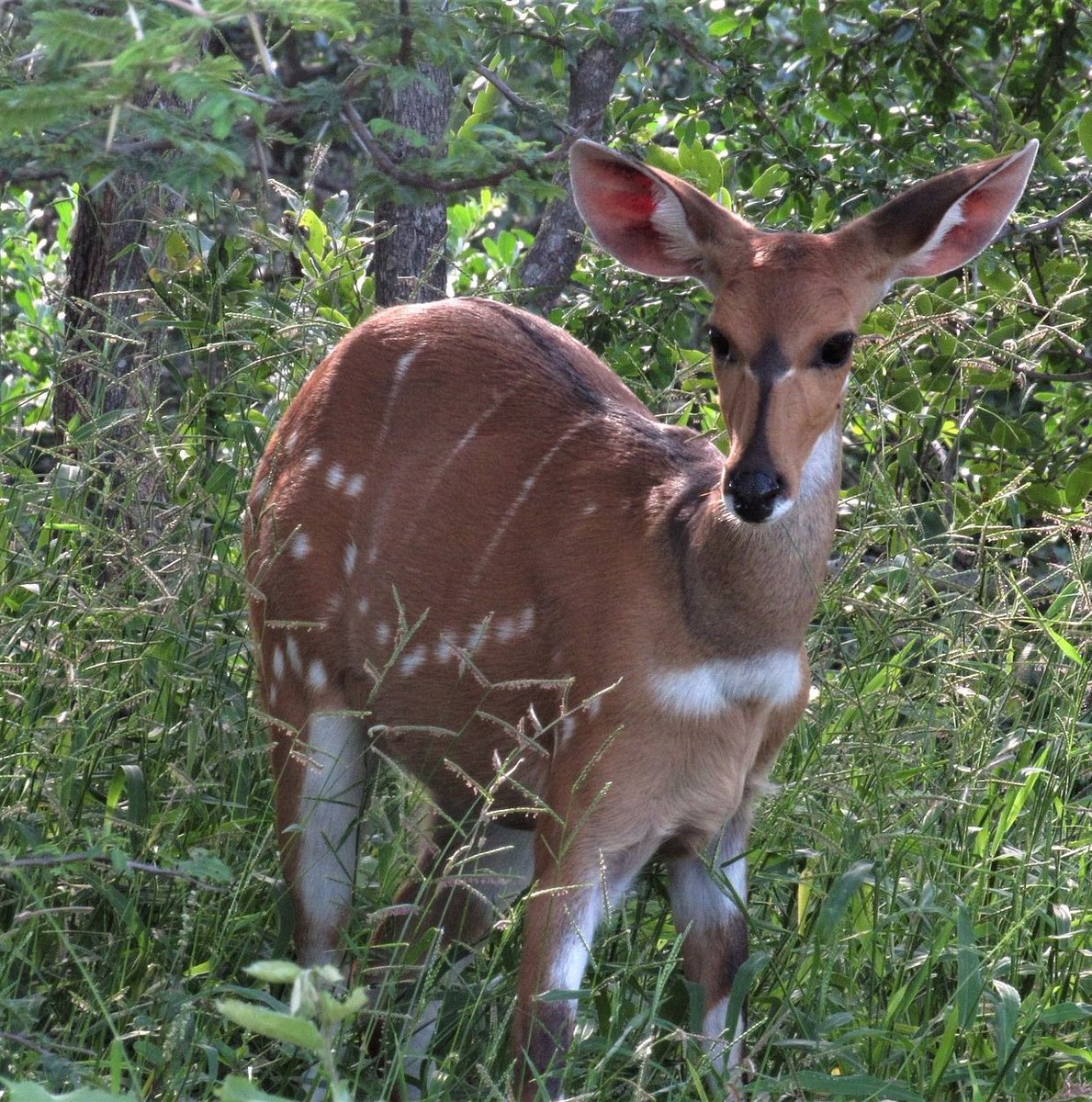 lakemburo's tweet photo. Spot the elusive bushbuck! 🦌 These shy antelopes hide in Lake Mburo's thickets. Can you spot one? Book your wildlife adventure at https://t.co/pzvw1YkARr  #lakemburonationalpark
#lakemburonationalparkuganda
#lakemburopark https://t.co/2uBpwIXW8m