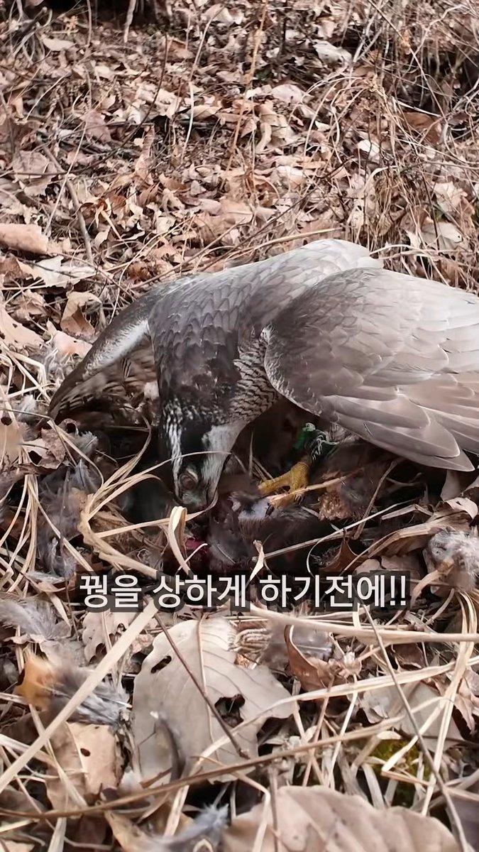 untamarag28's tweet photo. 한국 전통 매사냥으로 꿩 잡는 법: 
- 산 아래에서 몰이꾼이 개와 꿩들을 날아오르게 만든다 
- 산 위에 대기하고 있던 응사가 매를 날려 꿩을 잡는다 

- 매가 꿩을 조져놓기 전에 사람이 존1나 뛰어가 꿩을 빼앗는다 

아 진짜 이러면 안되는데 생각할수록 웃음을 참을 수가 https://t.co/9zKlqs6MLT
