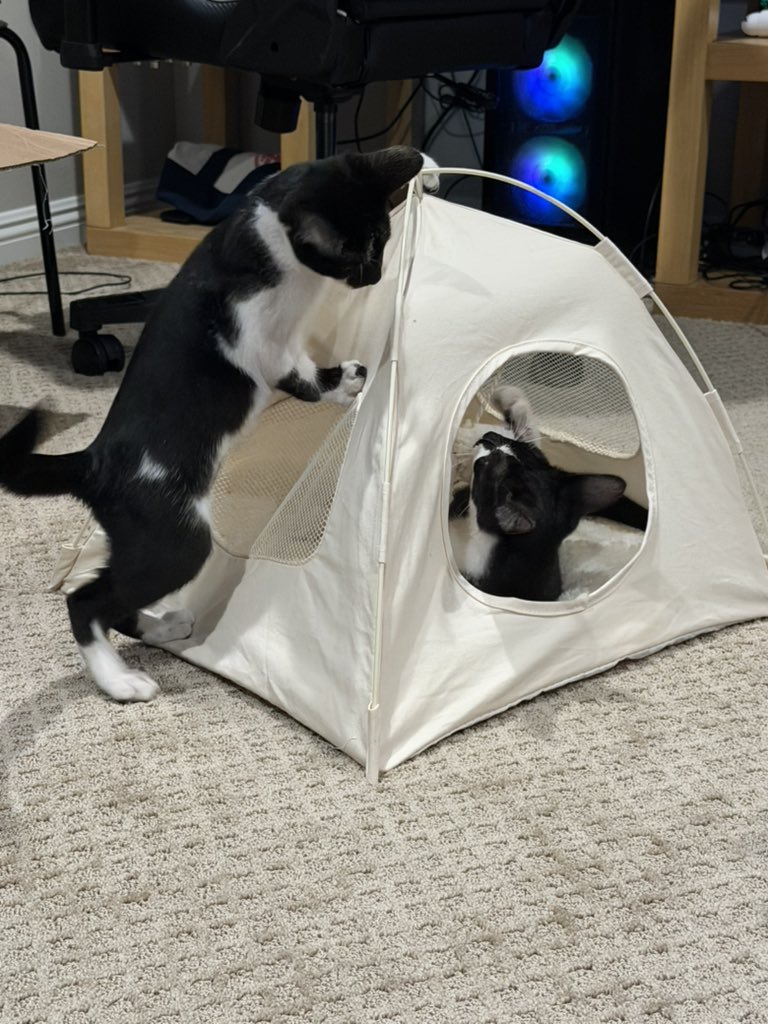 Gigglechann's tweet photo. Fostering these two cuties, named them Tom and Foolery! They fucking this place up!! https://t.co/kthHG9UAUS