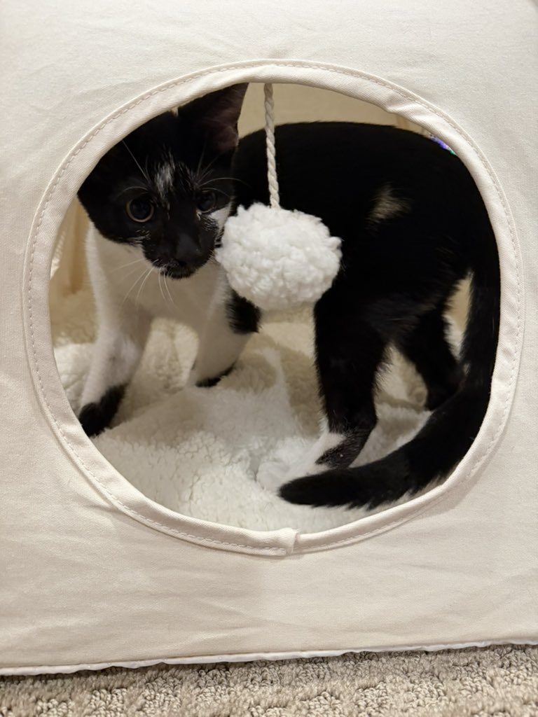 Gigglechann's tweet photo. Fostering these two cuties, named them Tom and Foolery! They fucking this place up!! https://t.co/kthHG9UAUS