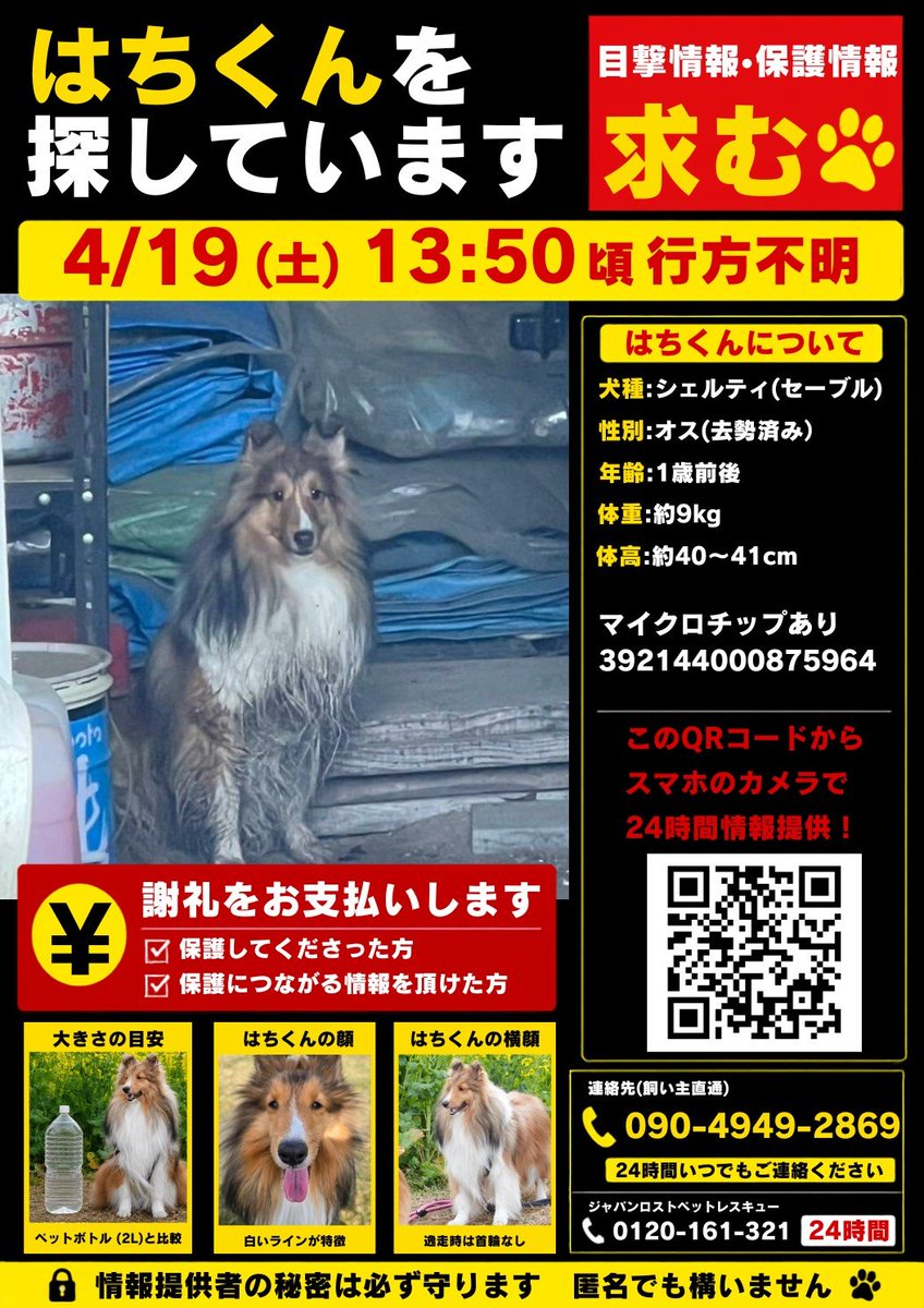 VwTmEm1GCY7tP7T's tweet photo. 🐾 迷い犬を探しています 🐾

2026年4月、 福島県田村市 にて
 シェルティ （シェットランド・シープドッグ）
 1才 オスが逸走しました。

**遠方の方も、どうかご確認をお願いいたします。

【情報提供フォーム】
https://t.co/faRgbwWaV8

#迷子犬 #シェルティ 
#拡散希望 https://t.co/Zb5dtSmT5I