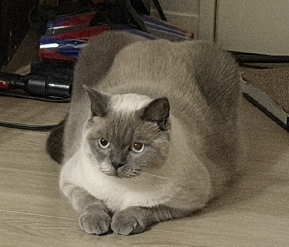 Luke23OiJ's tweet photo. クロエちゃんのバランス…！？？🦃

#猫と暮らす #ブリティッシュショートヘア https://t.co/LM5Z3wMx5j