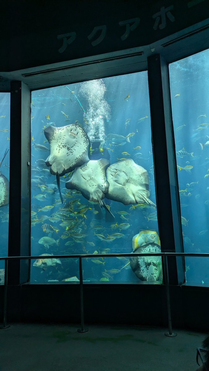 chikuwaaa321's tweet photo. 下田海中水族館の大水槽でダイバーさんによる魚の餌付けショー。魚たちと普通に触れ合っててびっくりした。ウツボもネコザメも抱きかかえられてたけどほぼ抵抗せずされるがままだったかわいい。魚ってこんなに人馴れするんだ。これになりたすぎる。 https://t.co/bMhtlvC8AB