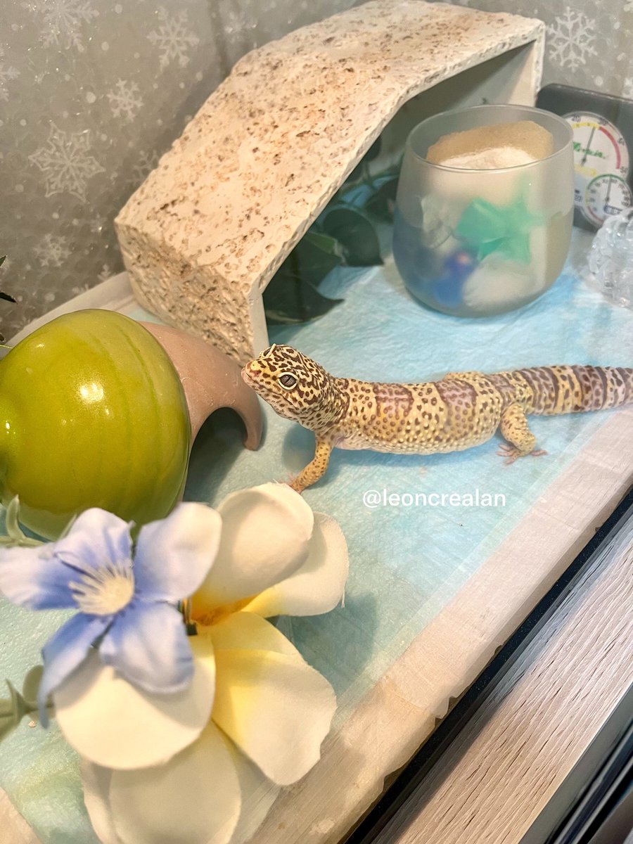 leoncrealan's tweet photo. ケージ内はこんな感じです

#爬虫類
#レオパ
#ヒョウモントカゲモドキ https://t.co/FgJHbtskhI