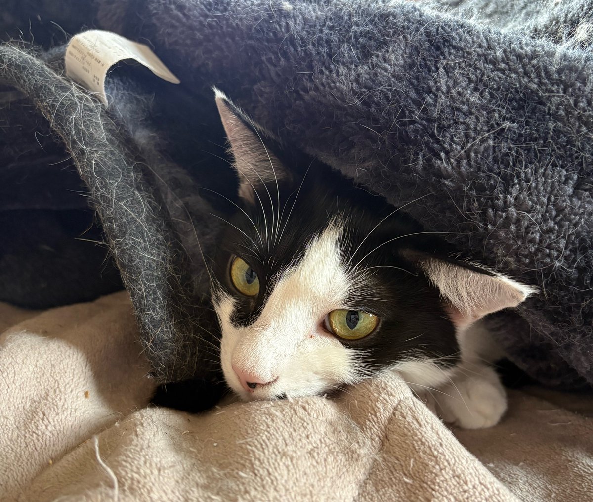 capin_mfmf's tweet photo. 我が家に新しい子猫が来ました。
黒白のハチワレが来がちな我が家です。
ちなみに我が家のハチワレ先輩。 https://t.co/vHNFA7KhAw