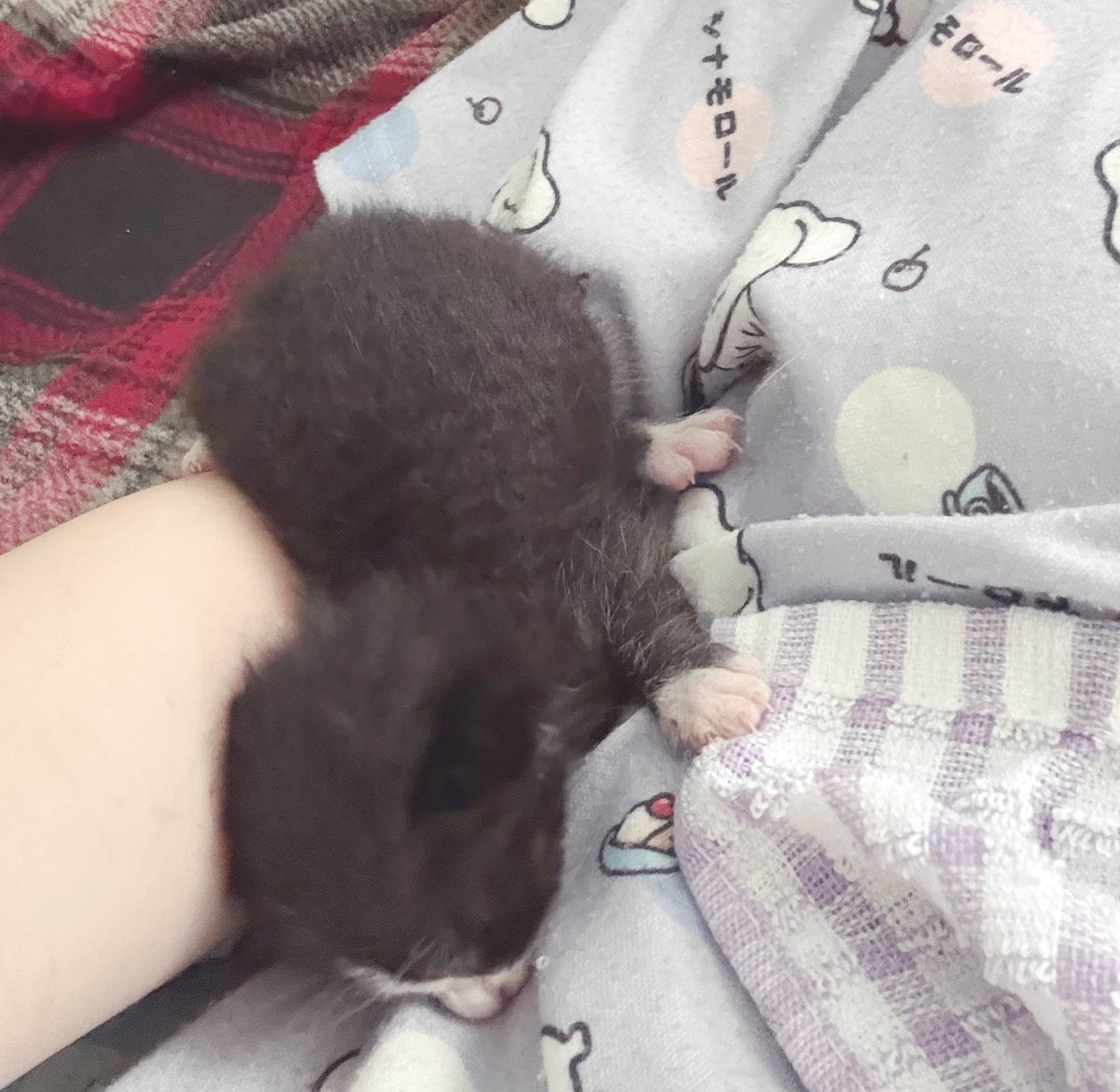 capin_mfmf's tweet photo. 我が家に新しい子猫が来ました。
黒白のハチワレが来がちな我が家です。
ちなみに我が家のハチワレ先輩。 https://t.co/vHNFA7KhAw