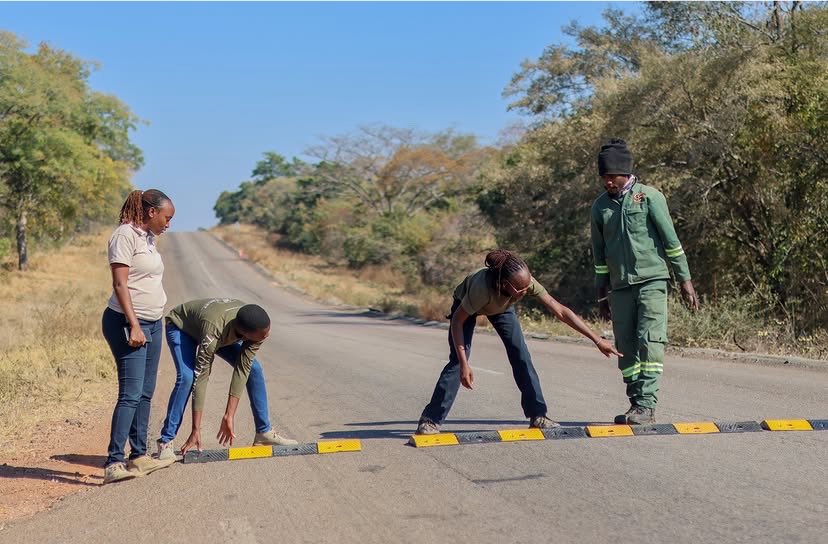 Gary161718's tweet photo. With under 700 painted dogs left in Zimbabwe and fewer than 7,000 across Africa, every single one matters.

Vehicle collisions remain a top threat, especially along the Bulawayo–Victoria Falls Highway (Gwayi section), where the Umkhonto Pack is currently denning. To protect them as they cross to hunt and drink, temporary rumble strips are now being installed to slow motorists down.

Huge thanks to the @MinistryofTID            Development and PDC Chairman, Hon. Senator Jerry Gotora, for acting fast on these lifesaving measures.

Drivers, please slow down in wildlife areas you hold their lives in your hands.