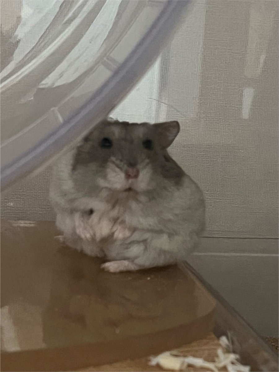 kikika_mommy's tweet photo. 아니 근데 햄스터는 이렇게 예쁘고 귀엽고 깜찍한데 성격도 좋아야 된다고 ..? 굳이 ? 싶음 https://t.co/DFWnwfF6Mw