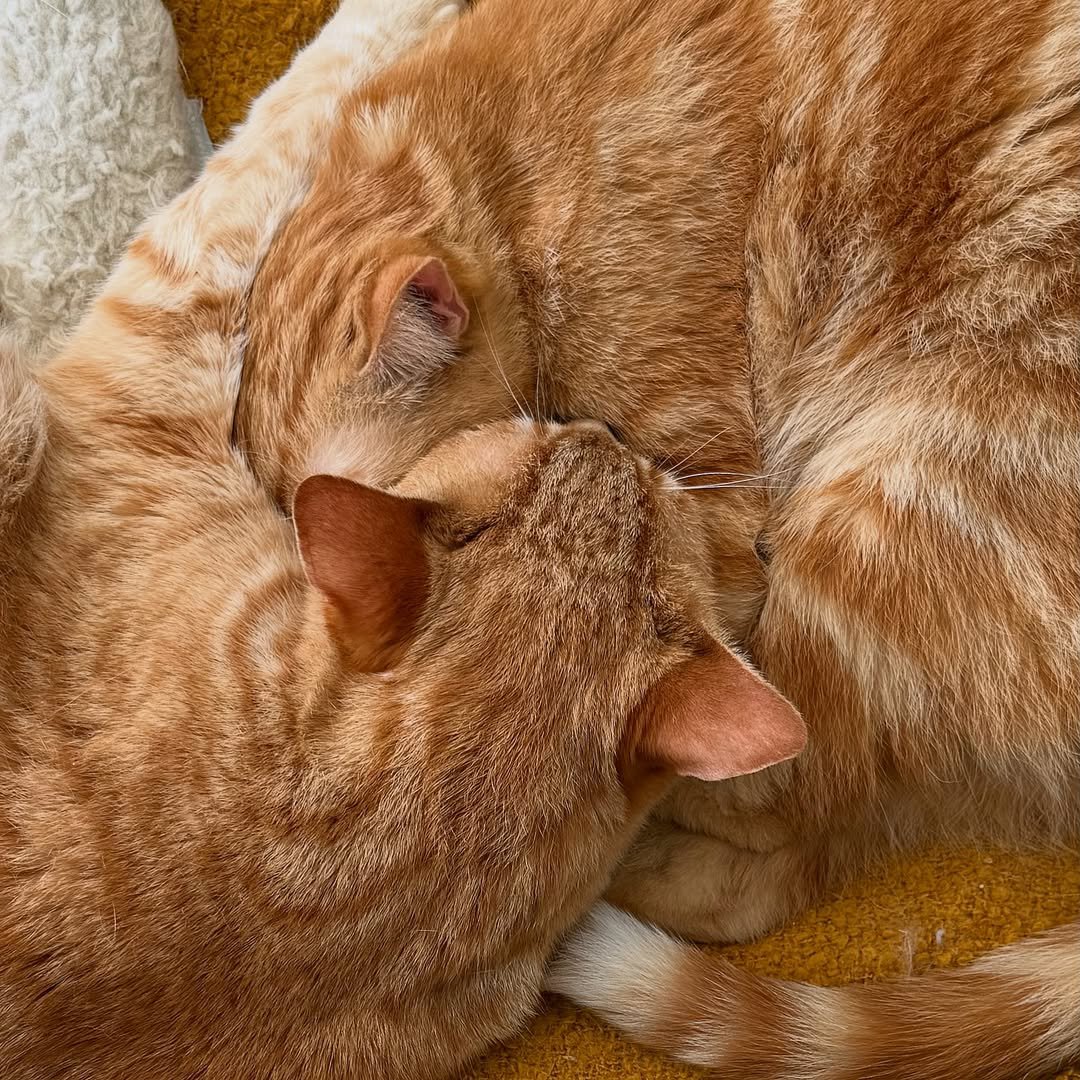 Miaw's tweet photo. Two single brain cells finally uniting to form the coziest knot of pure, undisturbed love. The best kind of chaos is the quiet one https://t.co/HOftBcBu5e