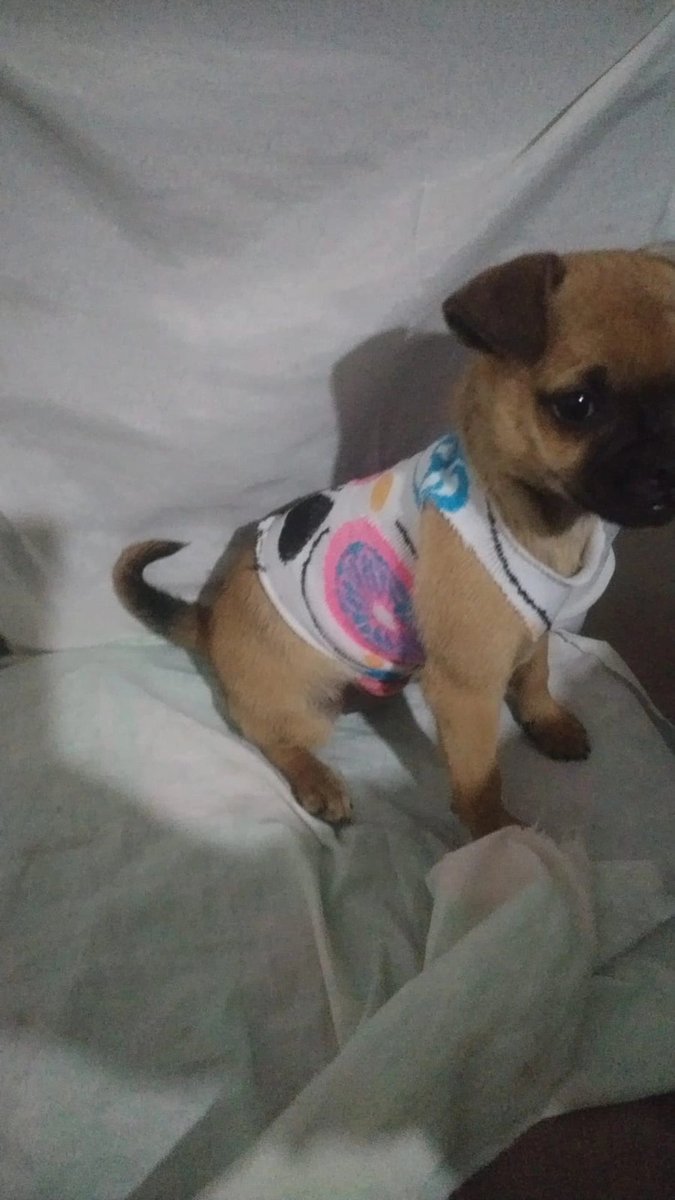 _dulce_ramirez1's tweet photo. @ricardoalcarazp Puedes felicitar a mi perrita milanesa es tu fan 🙏🏻🥹 https://t.co/PS881rjBwg
