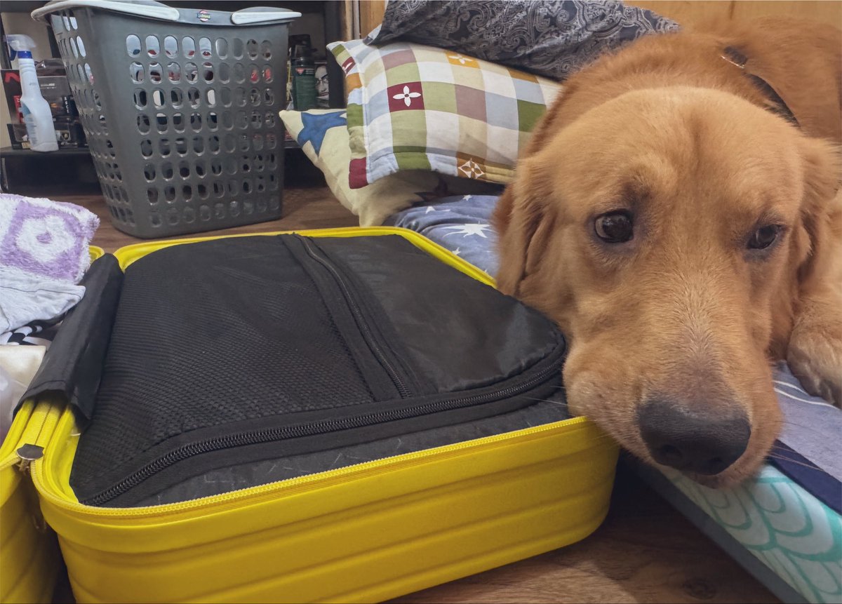 01250O6's tweet photo. packing but i’m missing something 🐾 https://t.co/HfEeC0lObd
