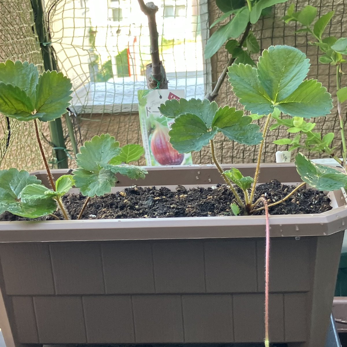 minobera's tweet photo. いちごをプランターに植え替えました🍓
これから来年に向けて大切に育てて行くぞー*(ˊᗜˋ*)و♪

#ベランダ菜園 #家庭菜園初心者 #プランター栽培 #ベランダガーデニング #みのりのベランダ  #イチゴ  #いちご https://t.co/csFIx1dtnN