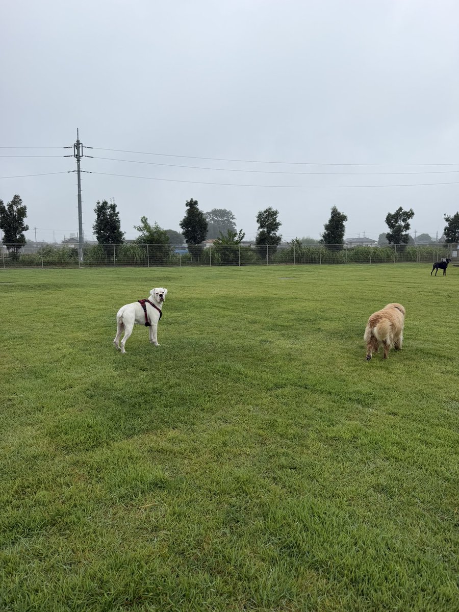 chum_chappy's tweet photo. @cyorotam0415 いつでも待ってる🐶🐶🥰 https://t.co/C3fEGWYFZ8