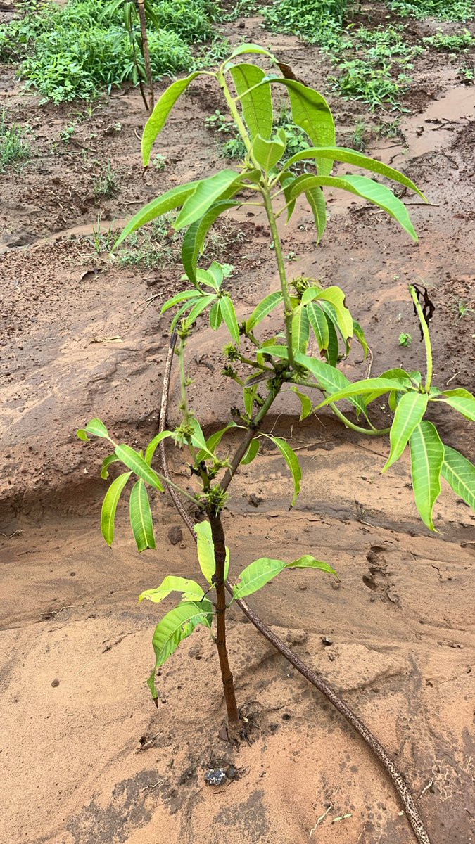 MdProsperous's tweet photo. PLANTATION AMRAVAN CARE @ 🙏💐 VAN KRUPA FOUNDATION @ Gandhinagar Municipal Corporation, Kolavada🙏💐 https://t.co/ormnHEdKbi