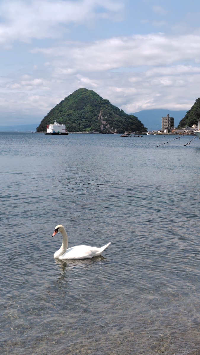 skyblue1033's tweet photo. 三津浜の白鳥と淡島
今日の内浦三津浜 https://t.co/QH2cwTSMNX