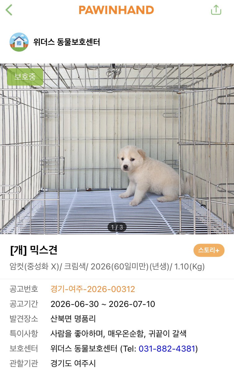 findmypaw's tweet photo. 꼬물이가 보호소에 들어오면 자연사가 반입니다. 성견도 여름을 버티기 힘든데, 어린아이들은 오죽할까요
퍼피든 성견이든 공고기한이 지나면 무통보 안락사되는 보호소입니다.

신중한 입양 문의 부탁합니다.
경기 여주시 위더스 동물보호센터 031-882-4381 https://t.co/FEt1dzdALU