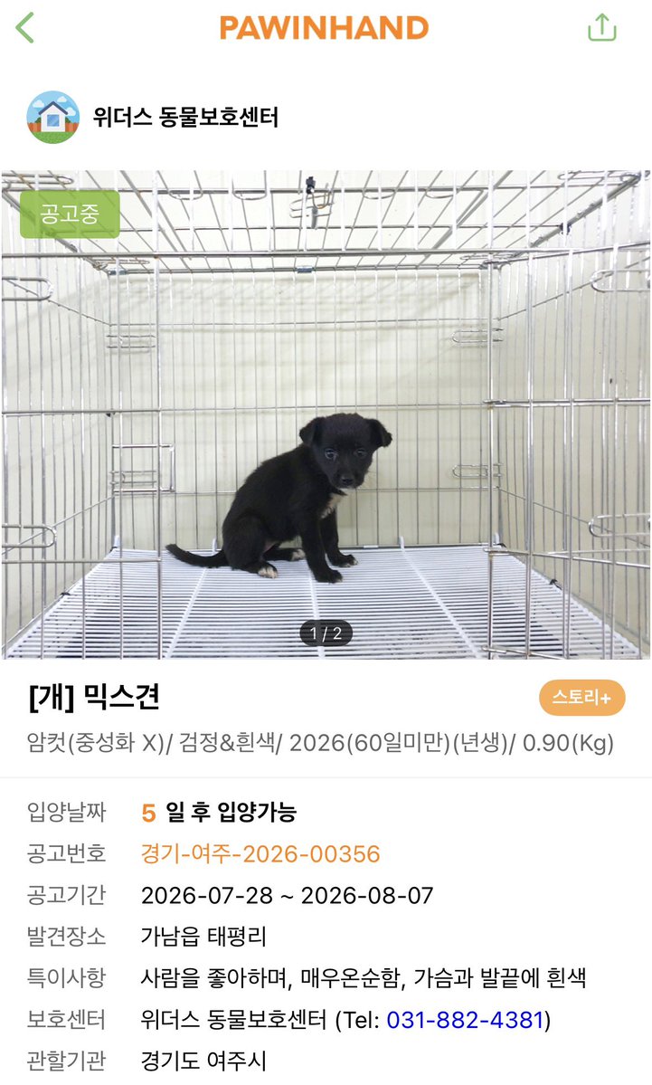findmypaw's tweet photo. 꼬물이가 보호소에 들어오면 자연사가 반입니다. 성견도 여름을 버티기 힘든데, 어린아이들은 오죽할까요
퍼피든 성견이든 공고기한이 지나면 무통보 안락사되는 보호소입니다.

신중한 입양 문의 부탁합니다.
경기 여주시 위더스 동물보호센터 031-882-4381 https://t.co/FEt1dzdALU