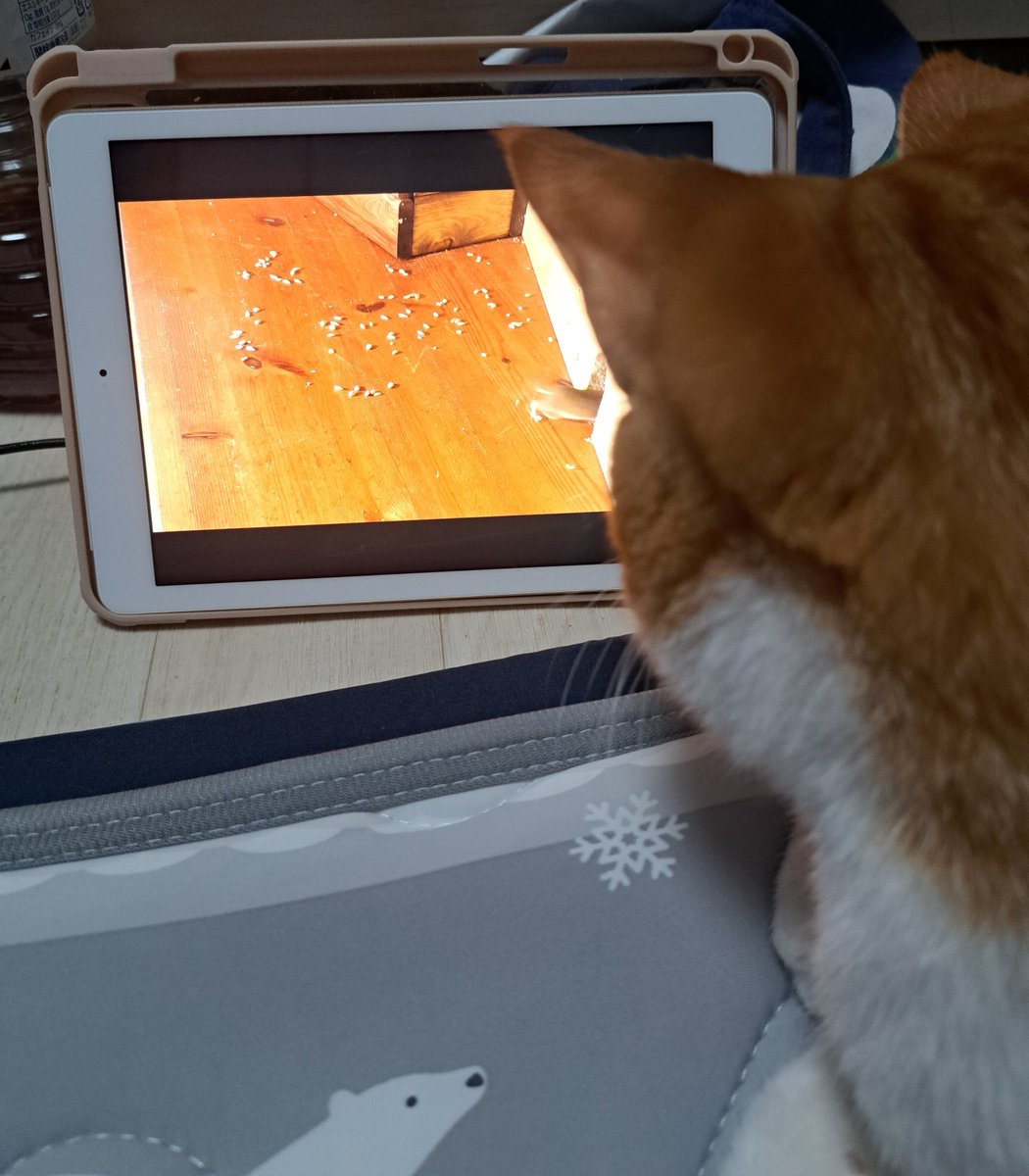 napitarooo's tweet photo. 猫とYouTube見てる https://t.co/kspOHVy5m1