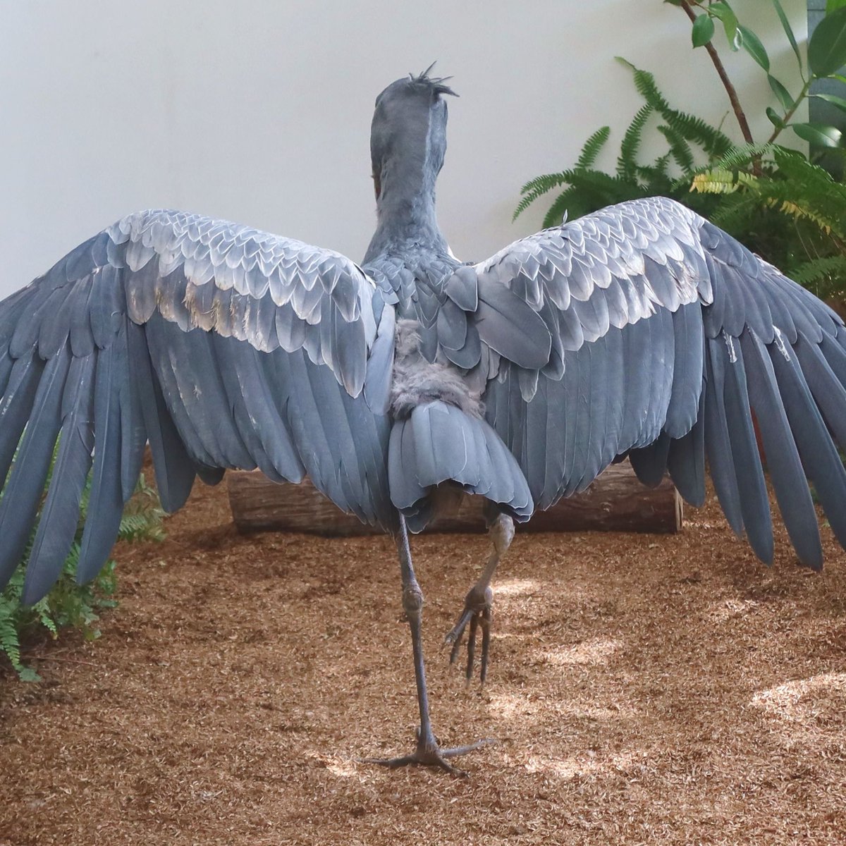 matsuevogelpark's tweet photo. ご機嫌な表情が想像できます。
足取り軽いハシビロコウです。

#ハシビロコウ　#フドウ https://t.co/hLxKmGDuim
