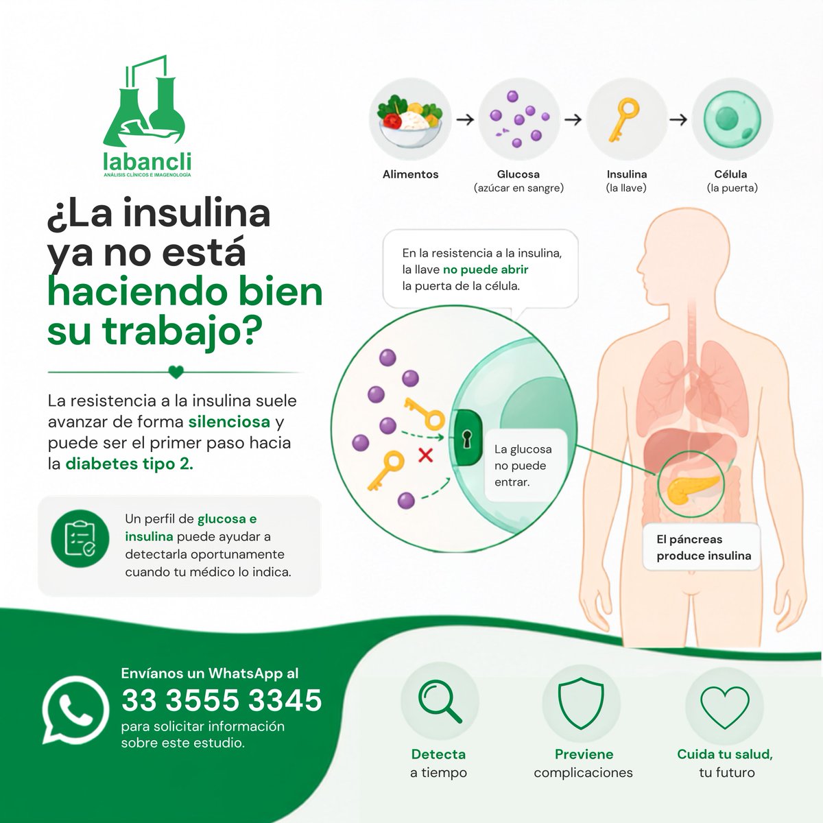 labancli's tweet photo. ⚠️ Resistencia a la insulina: ¿cómo se desarrolla?

La resistencia a la insulina suele avanzar de forma silenciosa y puede ser el primer paso hacia la diabetes tipo 2. Un perfil de glucosa e insulina puede ayudar a detectarla oportunamente cuando tu médico lo indica. https://t.co/IqkIr0Ivbj