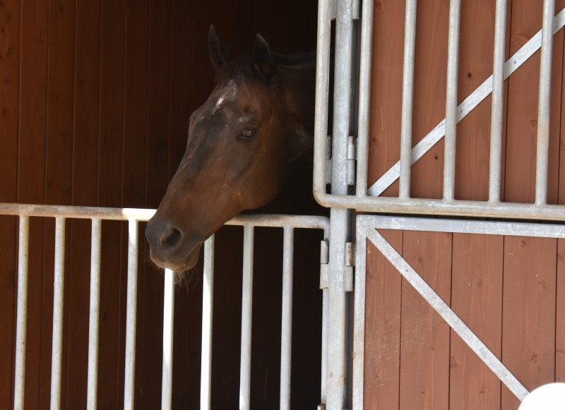 pakapakakobo's tweet photo. 【テイエムオオアラシ逝く】
ツルマルツヨシと同じ二分久男厩舎に所属し、カブトヤマ記念ＧⅢ（懐かしい！）など重賞3勝を挙げたテイエムオオアラシ（ｾﾝ33歳、父セクレファスター、母フジアザミ）がツヨシと同じ8月2日に亡くなった事が発表されました。2頭は都城出身の二分師のご縁から南九州で余生を過ごしていたと聞いています。（記憶うろ覚え）

①②2011年11月から南九州市の南九州市森林馬事公苑で引退名馬になりましたが、施設が閉鎖することになり鹿児島市のあさひが丘乗馬倶楽部 シュバルに移動して、（助成を取り下げ）乗馬に復帰。※2015年撮影

③④2024年5月に再び引退名馬（功労馬）になりました。「功労馬繋養支援事業」の助成を受ける存命の重賞勝ち馬としては最高齢でした…合掌🙏※2017年

※今年の6月には2代目テイエムオオアラシ（牡3歳、父シルバーステート）がデビューしたばかり。