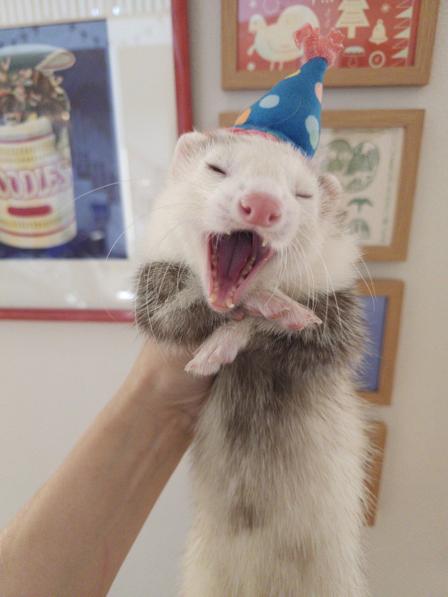 FerretPosting's tweet photo. Happy birthday Dipper!!!! https://t.co/dnU0O68ZCu