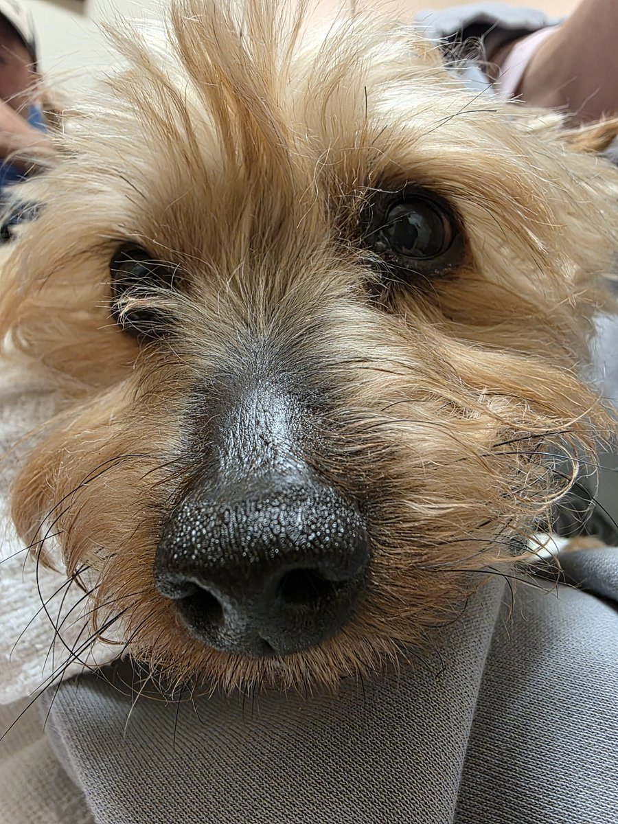 MachDawne's tweet photo. Rest in peace Louie. We will always remember and love you. https://t.co/HiKngFKalu
