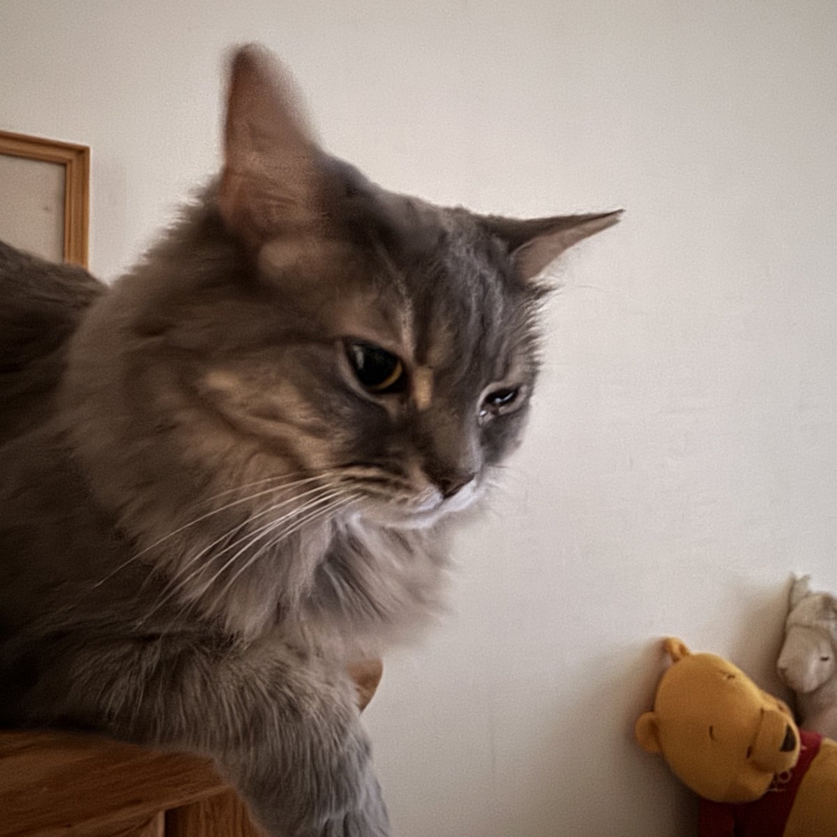 sabisaba104's tweet photo. 珍しく思慮深げなウル。
「もうお留守番はないのかしら？」
「ね、どーなの？」
ゆっくり一緒にいられる夏休みまであと少し！がんばれワタシ！ https://t.co/lCTO8dPqqN