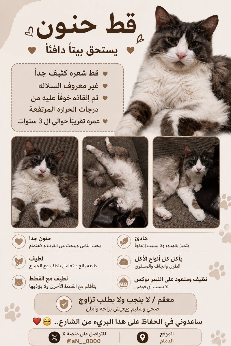 aN__0000's tweet photo. #قطط  #الدمام #الشرقية #تبني 

أتمنى ألاقي له بيت يحبه ويحتويه ويحافظ عليه☹️

اسمه ذيب .. ومتعوّد على اسمه ..🩶🤍🖤 https://t.co/XhoAKQXduD