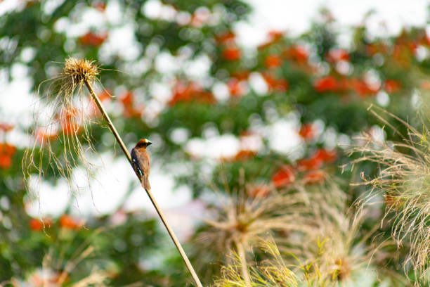 funjabi_gabru's tweet photo. Let's see your 'bird' photographs.
#pocketphoto
#theme_pic_India_birds https://t.co/yCg0oLww6O