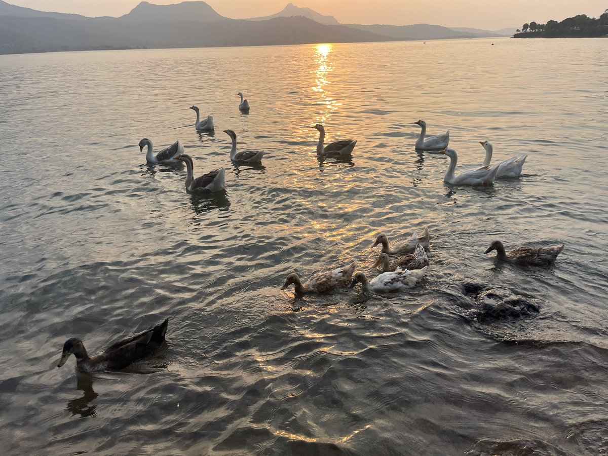 funjabi_gabru's tweet photo. Let's see your 'bird' photographs.
#pocketphoto
#theme_pic_India_birds https://t.co/yCg0oLww6O