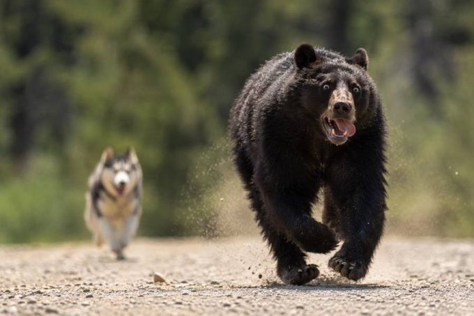 BellaHuskydog's tweet photo. What a tribute by the OIIAOIIA community. Thank you @absoluteoiia. Bella is happy and the bears are still scared.

$BELLA https://t.co/gF04XjWpcH