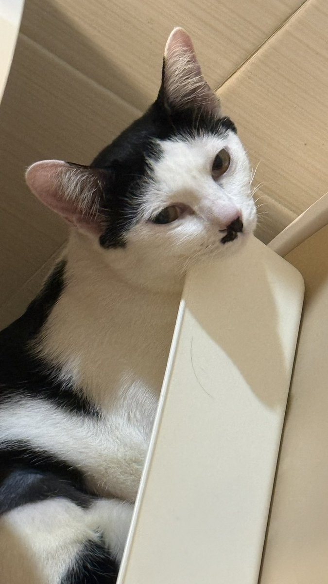kakippy15's tweet photo. ตอนได้ชีมาแรกๆ ชอบความหน้าม้า มันตลกดี แต่หลังๆหน้าลูกชั้นกวนตีนและเฟียสเกินนนน55555 https://t.co/1bwlIFwFrf