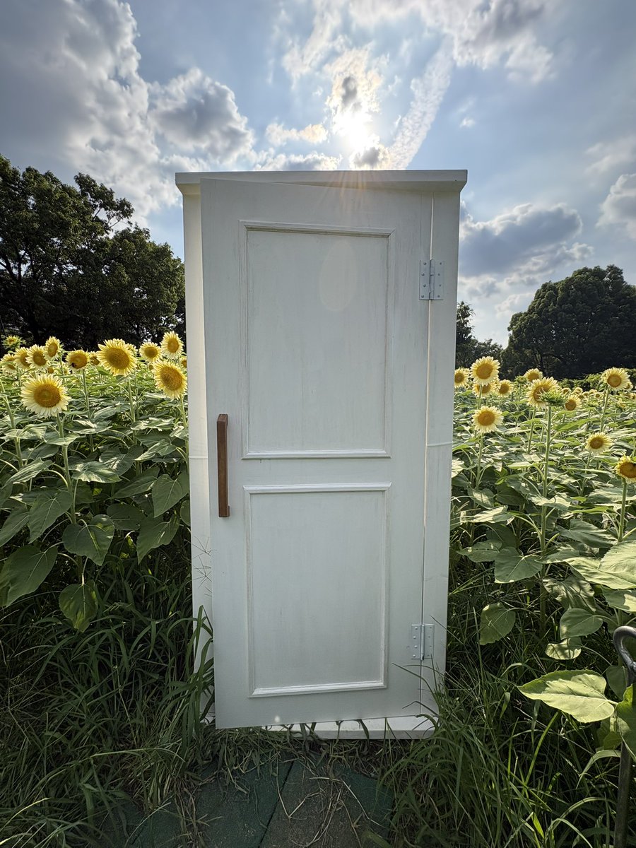 noki0219's tweet photo. 昨日の成果
長居植物園の白いひまわり🌻 https://t.co/4muKokE1Q8