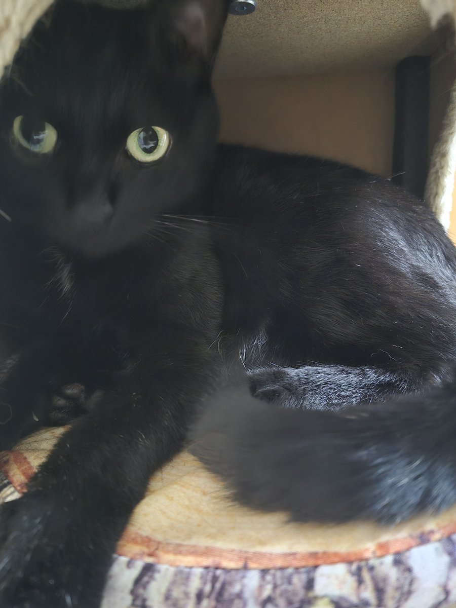 黒猫