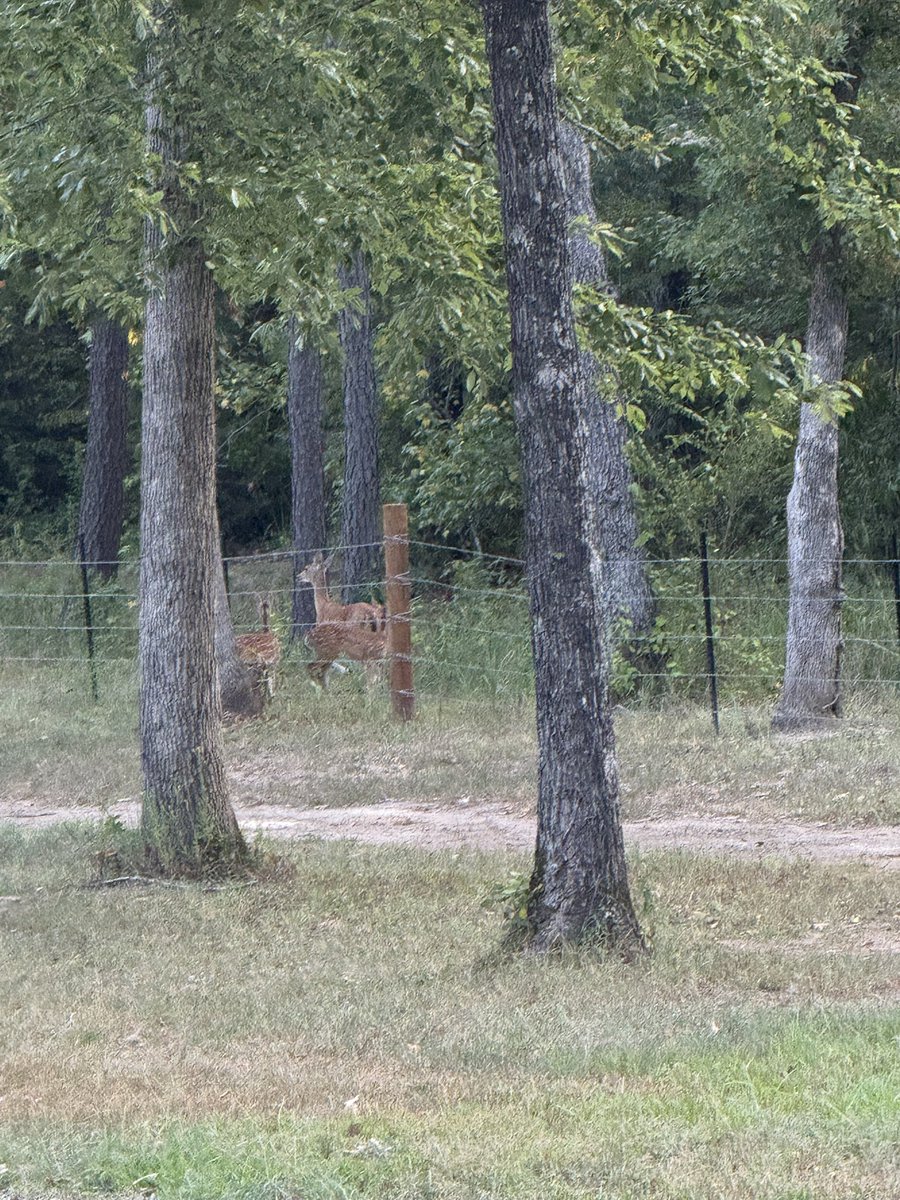CharlieWat54909's tweet photo. Some of my frequent visitors come to supervise to ensure there is no lollygagging on my current work detail.#livingthedream #rvlife #rvliving #outdoors #texasliving https://t.co/k1r4uSa1iZ