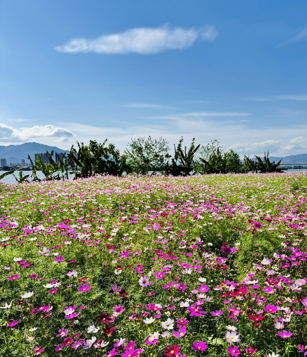 haiwei0567's tweet photo. 今年の夏はとても暑いです。
#摄影 #旅行 #日常 #生活 #风景 #随手拍
#travel #life #Scenery #daily #Photography 
#旅行する #風景 #写真を撮る #しゃしん https://t.co/1DY8ZX19zX
