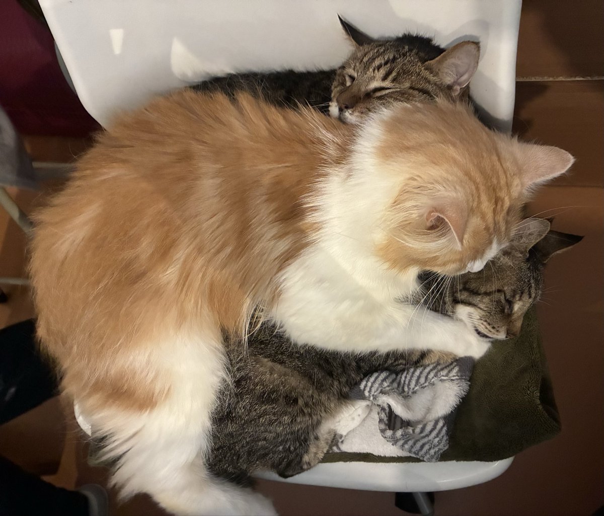 CatCafeMiaw's tweet photo. いやいや、、大丈夫それ？ https://t.co/OScux7YcZx
