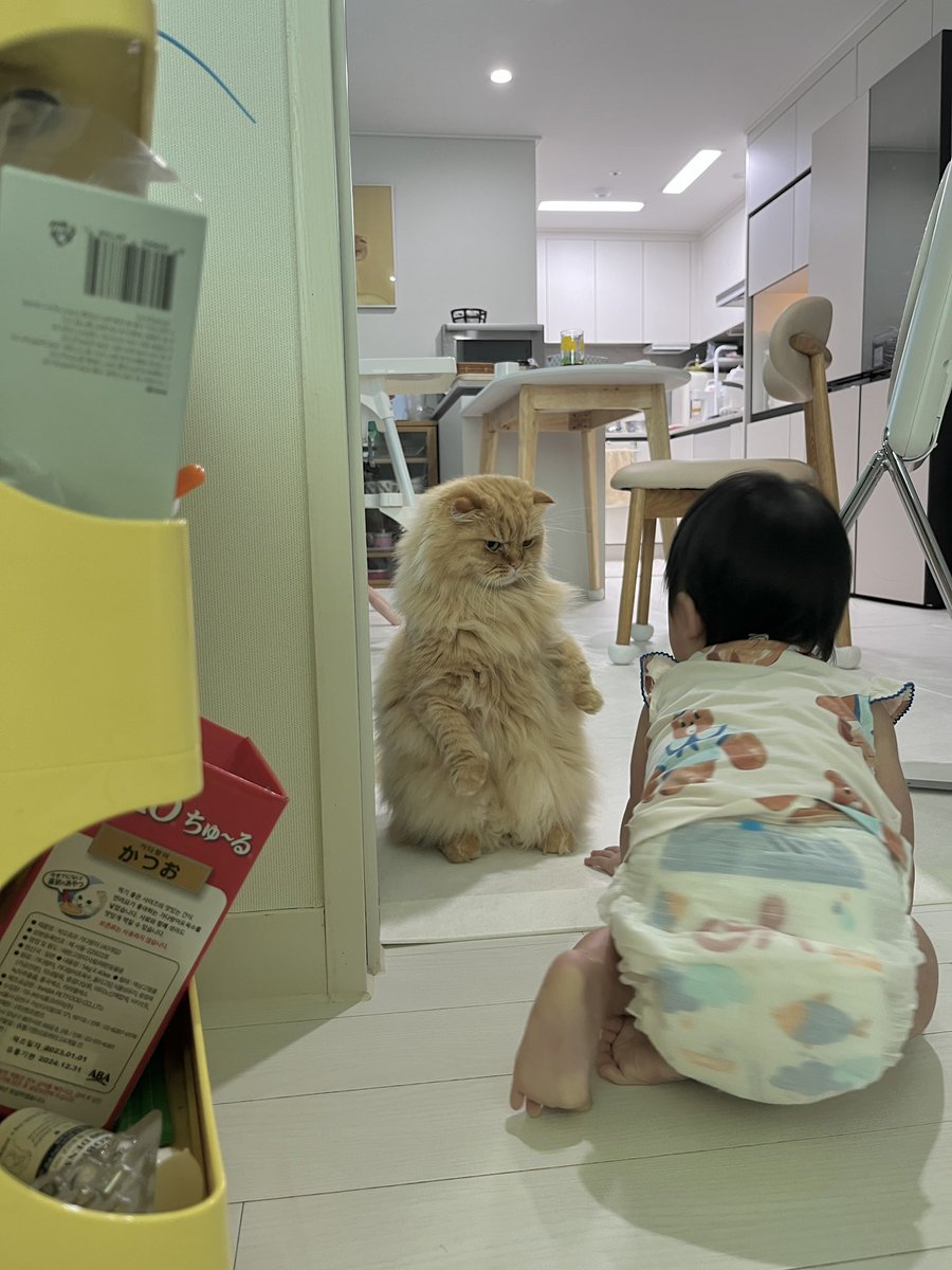tw789520's tweet photo. 퐁실이와 통실이 https://t.co/7AfPxHxAMr