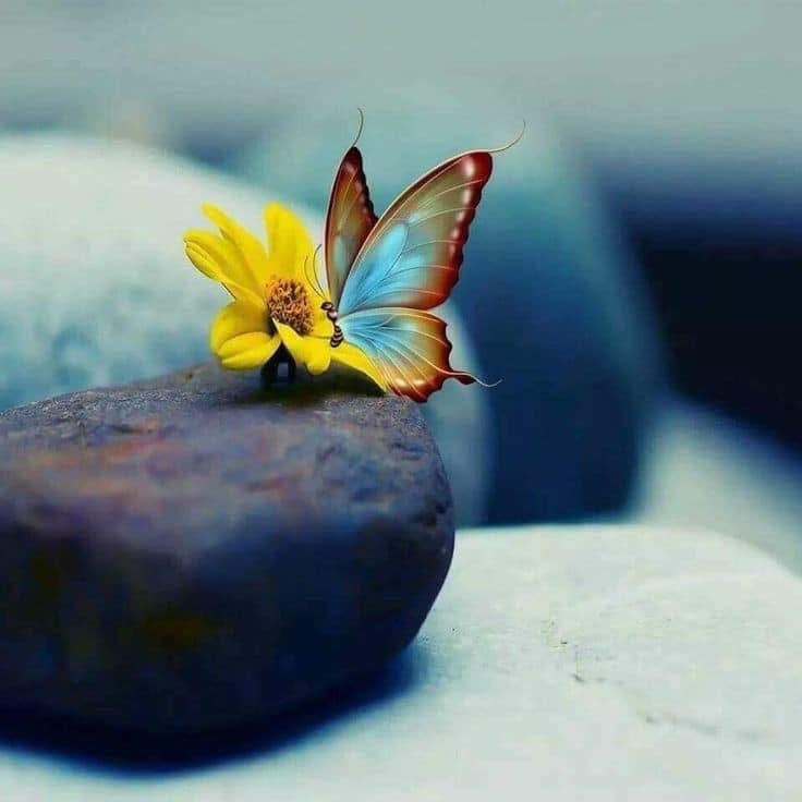 MohammadAlthiab's tweet photo. إذا أراد الله أمراً ، أزال العواقب و أتمه،
اللهم تمام الأمور، اللهم البشائر والتياسير🦋

صباح الخير🌻 https://t.co/DqGnXYbyEC