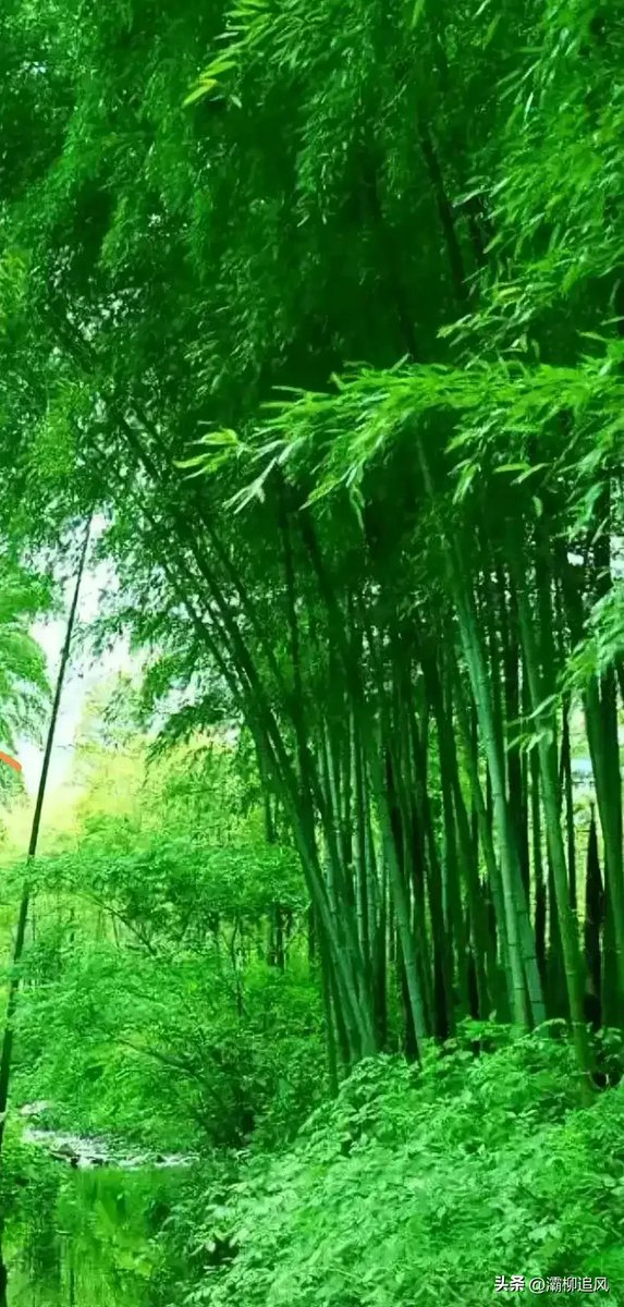 Kristijanssv's tweet photo. Chasing golden hour in Kyoto’s Arashiyama Bamboo Grove—soft light filtering through towering stalks, quiet rustles, and a reminder that the best travel moments happen when you slow down. https://t.co/bERpouok2S