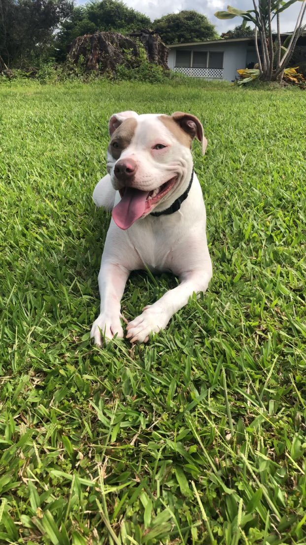 1122Blessed's tweet photo. @CynKllr13 @Feliana_eth @acarch2 @akidcalledbeast @Margoose5171 @Marversal_eth @SlimFly73 This my dog Ikaika and this is my truck he don’t like my truck he gets car sick 🤣😂 spoiled brat but I love him #RedNosePit https://t.co/gyYnkQuMOF