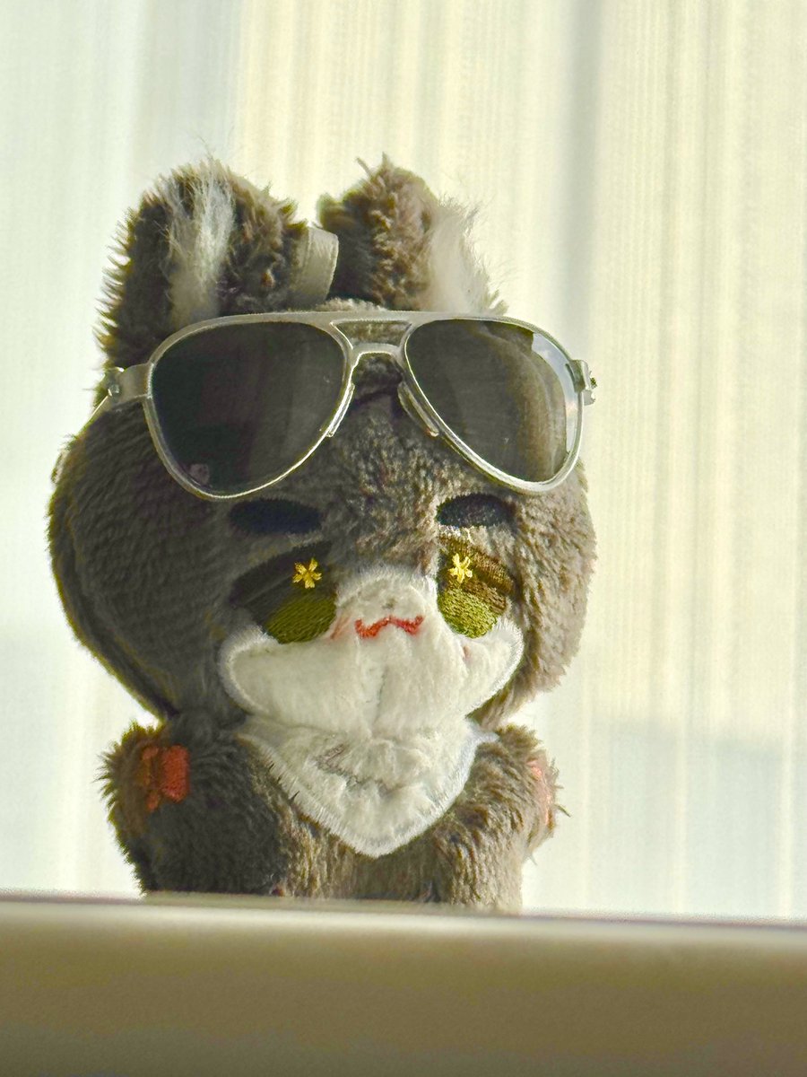 apatite_cat's tweet photo. photogenic summer wolf🕶️ https://t.co/hKxkmkC5cK