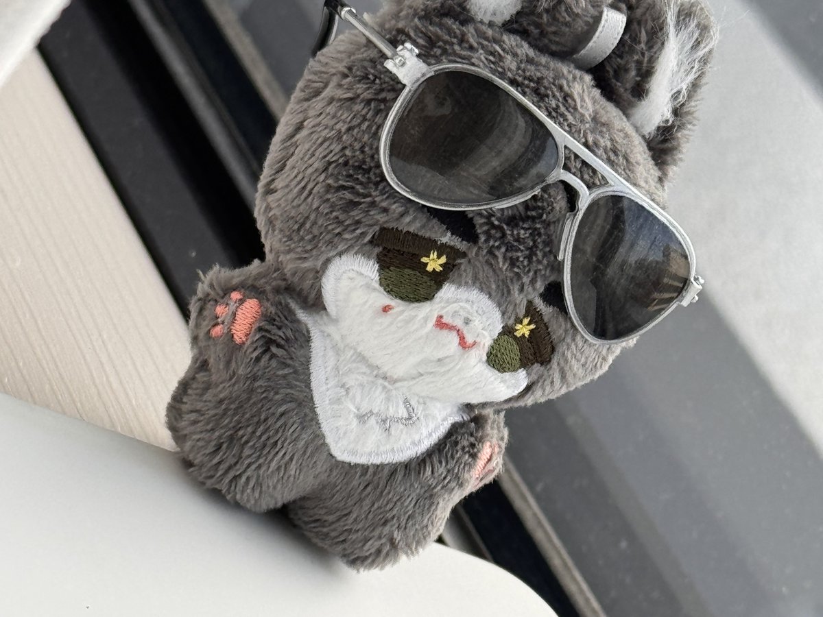 apatite_cat's tweet photo. photogenic summer wolf🕶️ https://t.co/hKxkmkC5cK