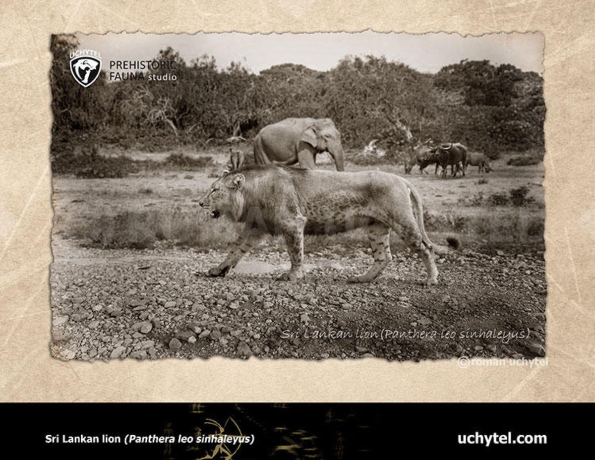 SethFromColombo's tweet photo. #Ramayana Trailer Sri Lankan culture references 🇱🇰

1. Traditional Sinhalese Rāksha Masks.

2."Panthera leo sinhaleyus"-an extinct prehistoric subspecies of lion that was endemic to Sri Lanka https://t.co/8Q0mL2mLZE
