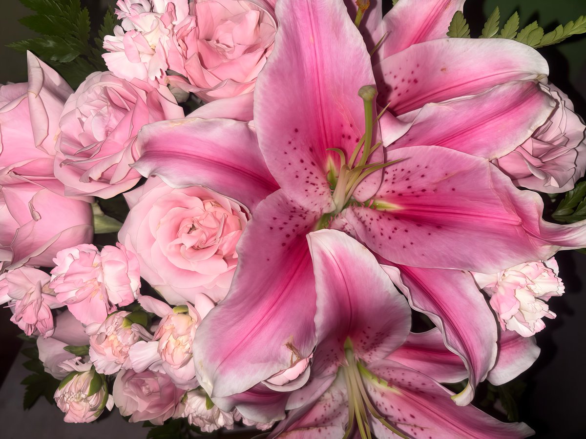 Mourlustre's tweet photo. I never thought pink was such a beautiful color, but he made me bloom in pink. Forever grateful that life led me to you. Loving you has been one of the greatest blessings I’ve ever received, and I’ll never stop being thankful for your presence in my life 🌸🤎 https://t.co/YChaxgcTE7