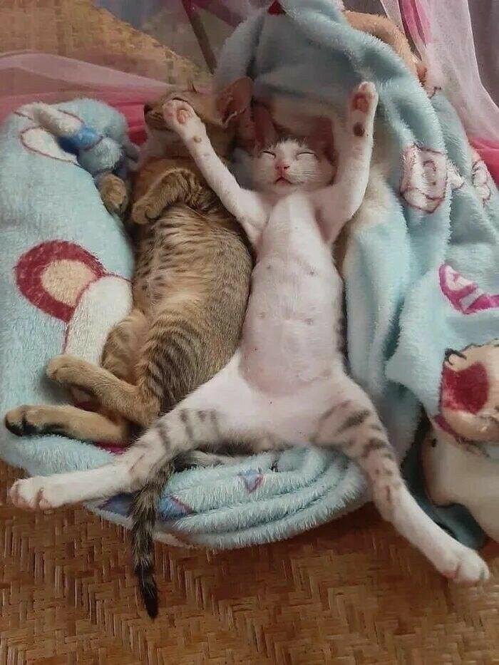 opussnero's tweet photo. Moin moin 😁
@sattler_kirsten https://t.co/JljRXxOsrn