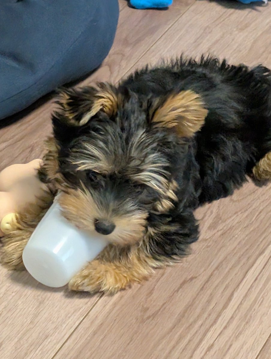 noekko3's tweet photo. スクスク育って1.6キロになりました✨🐶　色々、毎日やらかして疲れますが、寝ながらしっぽがピコピコ動いてるのを見たら、ニヤリ😁。いいですねー
#ヨークシャテリア https://t.co/SB3GRJQ27N